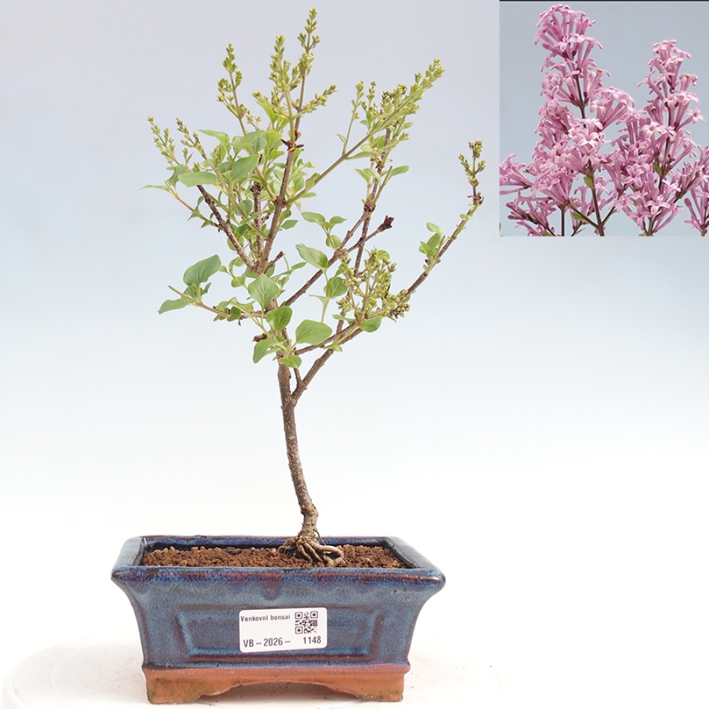 Outdoor bonsai - Syringa Meyeri Palibin - Lilak Meyera