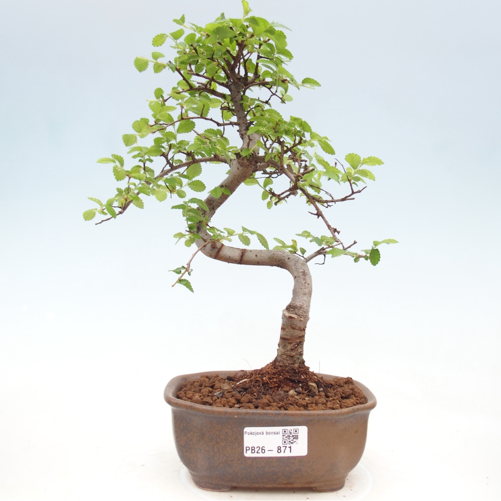 Pokój bonsai - Ulmus parvifolia - Wiąz drobnolistny