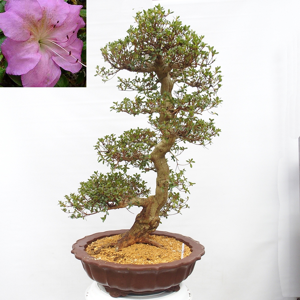 Outdoor bonsai - Azalia japońska - Azalia Shikou