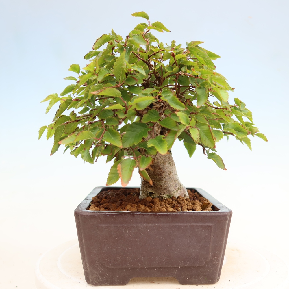 Outdoor bonsai - Carpinus coreana - grab koreański
