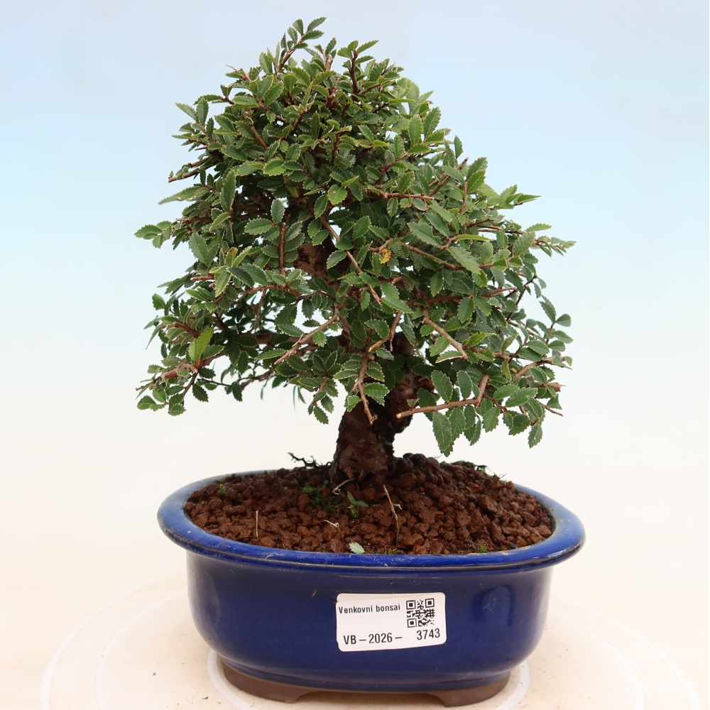 Bonsai zewnętrzne - Zelkova - Zelkova NIRE