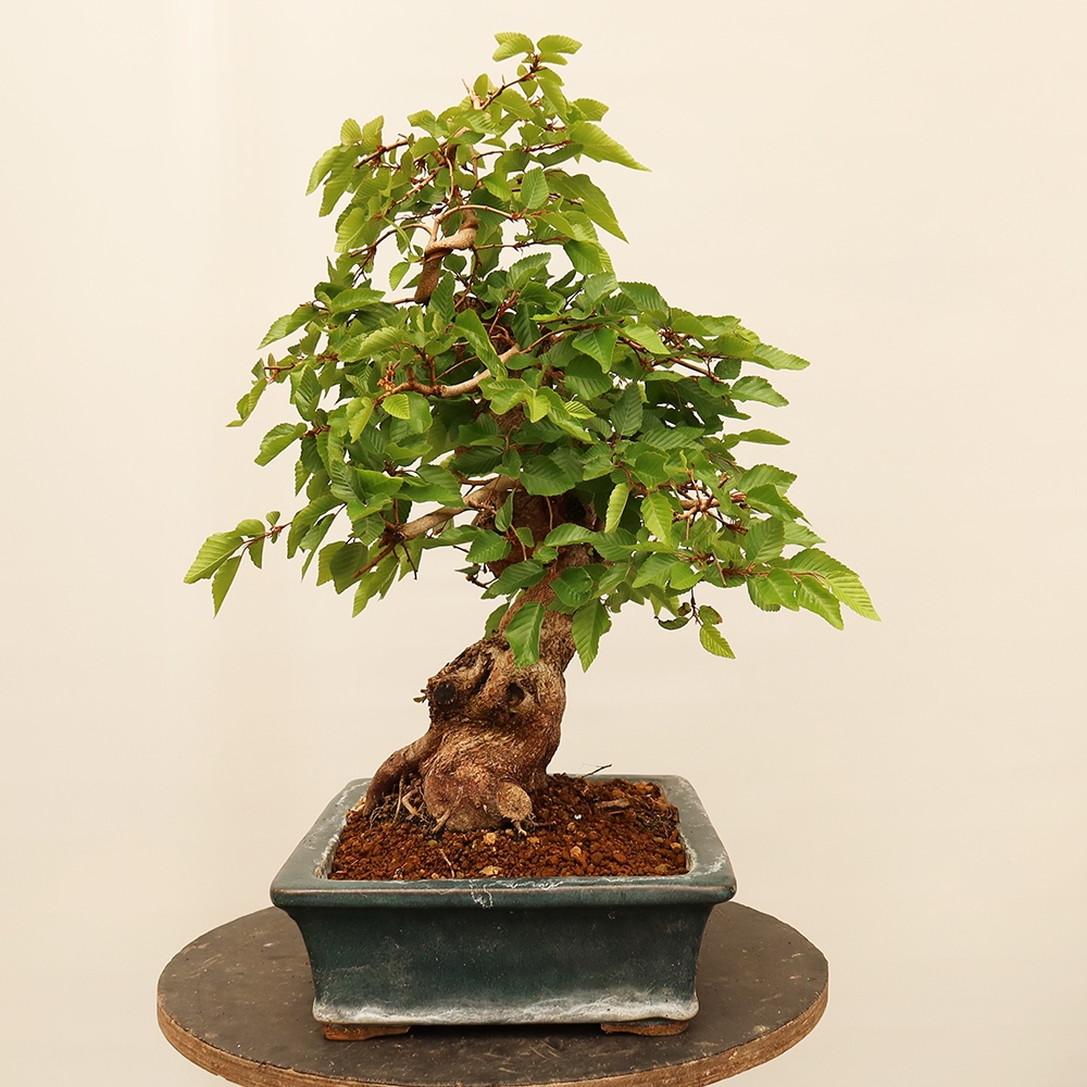Bonsai plenerowe - Carpinus Coreana - grab koreański