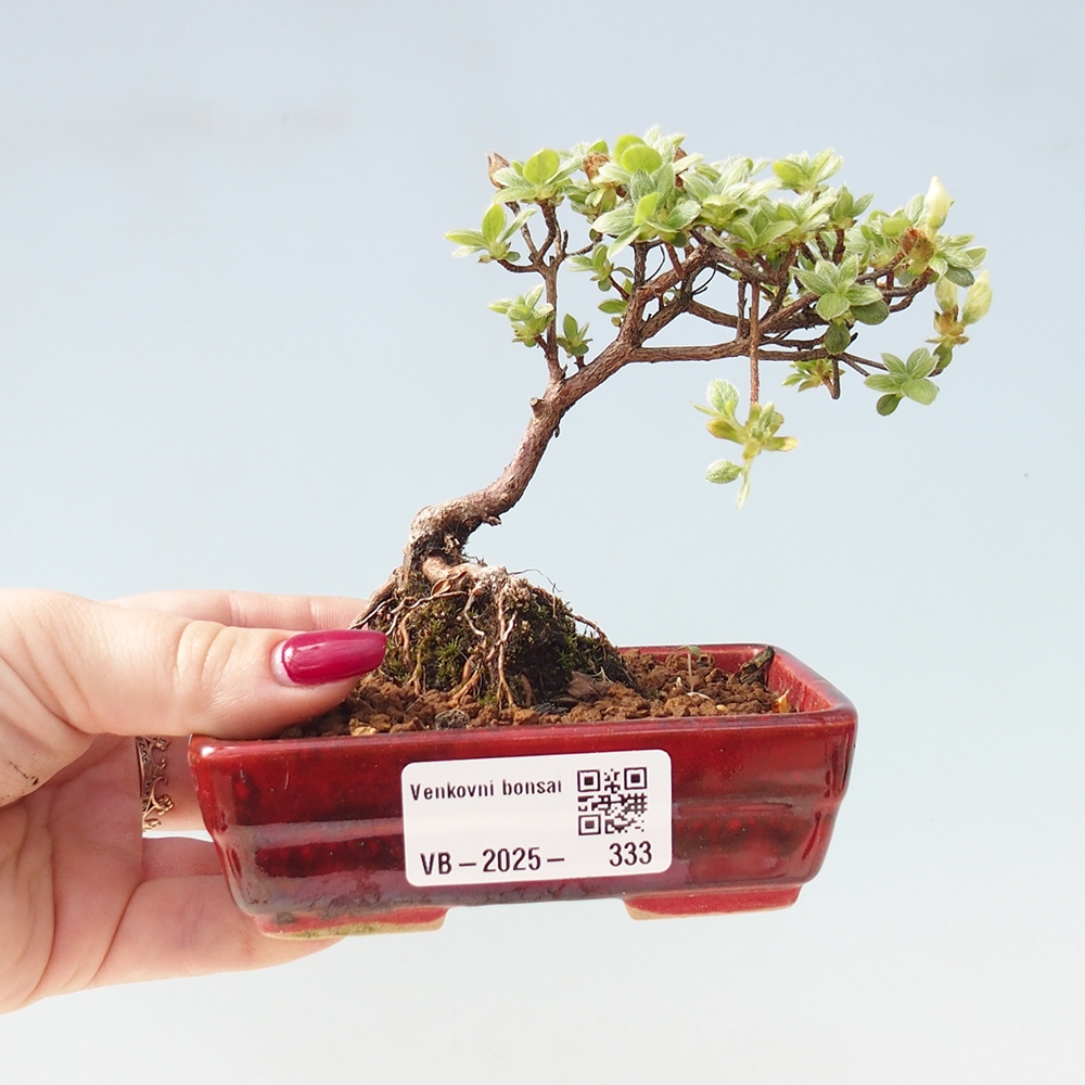 Outdoor bonsai - Rododendron indicum - Azalia japońska
