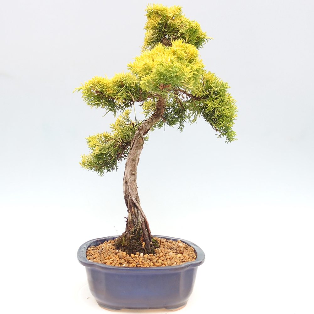 Bonsai plenerowe - Juniperus chinensis plumosa aurea - chiński jałowiec złoty