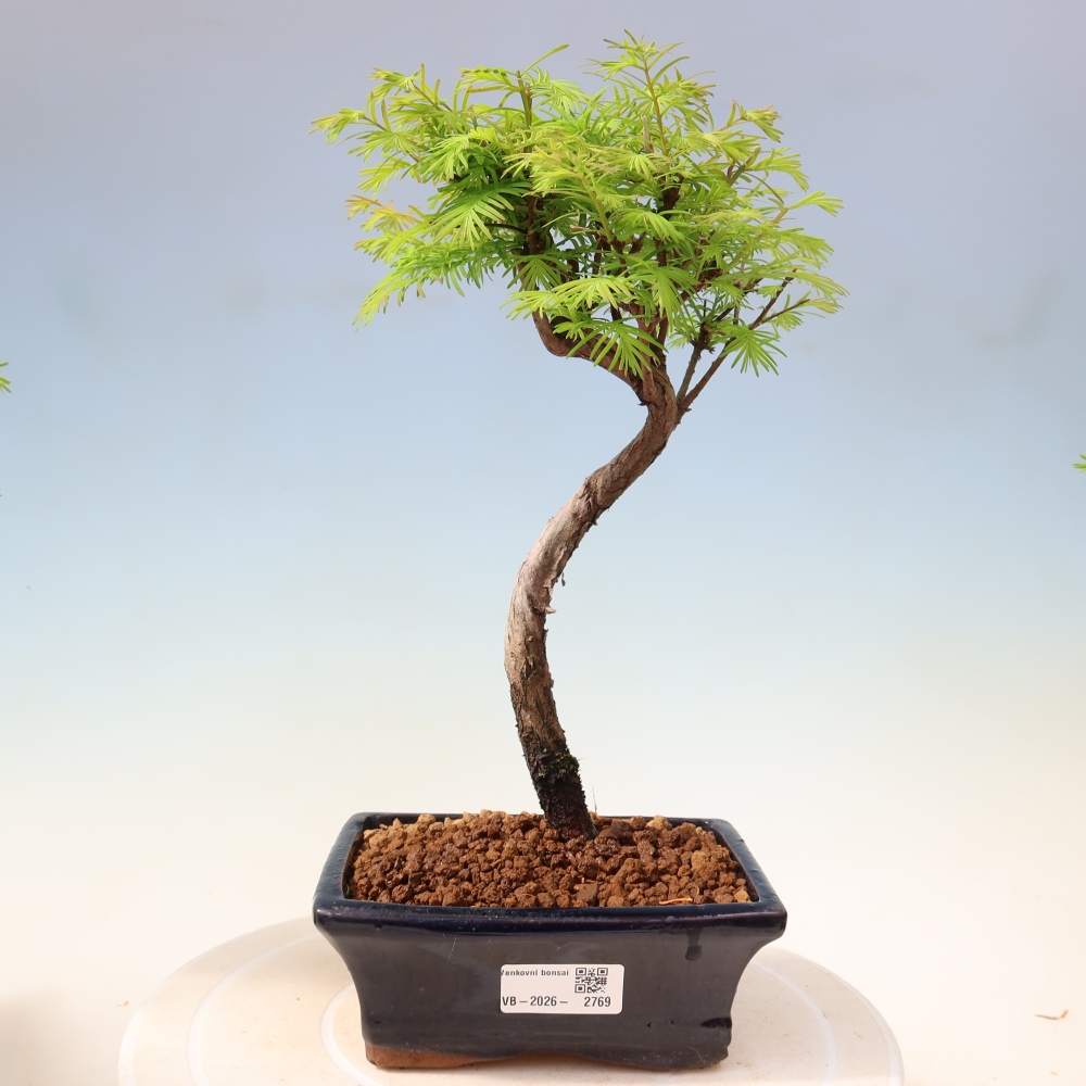 Outdoor bonsai - Metasequoia glyptostroboides - Metasekwoja chińska