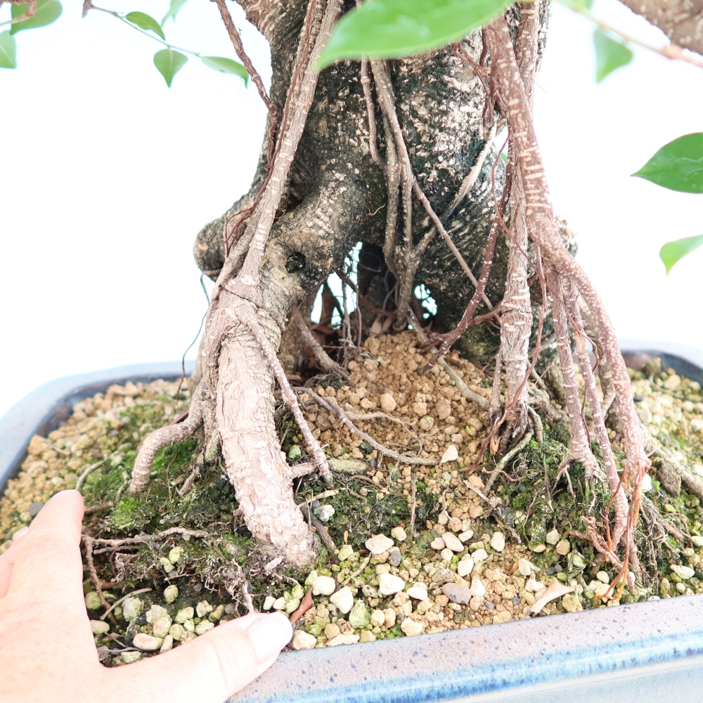 Pokój bonsai - Ficus kimmen - figowiec drobnolistny