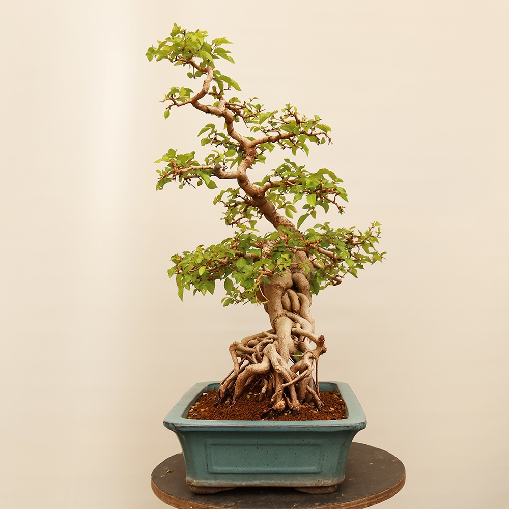 Bonsai plenerowe - Carpinus Coreana - grab koreański