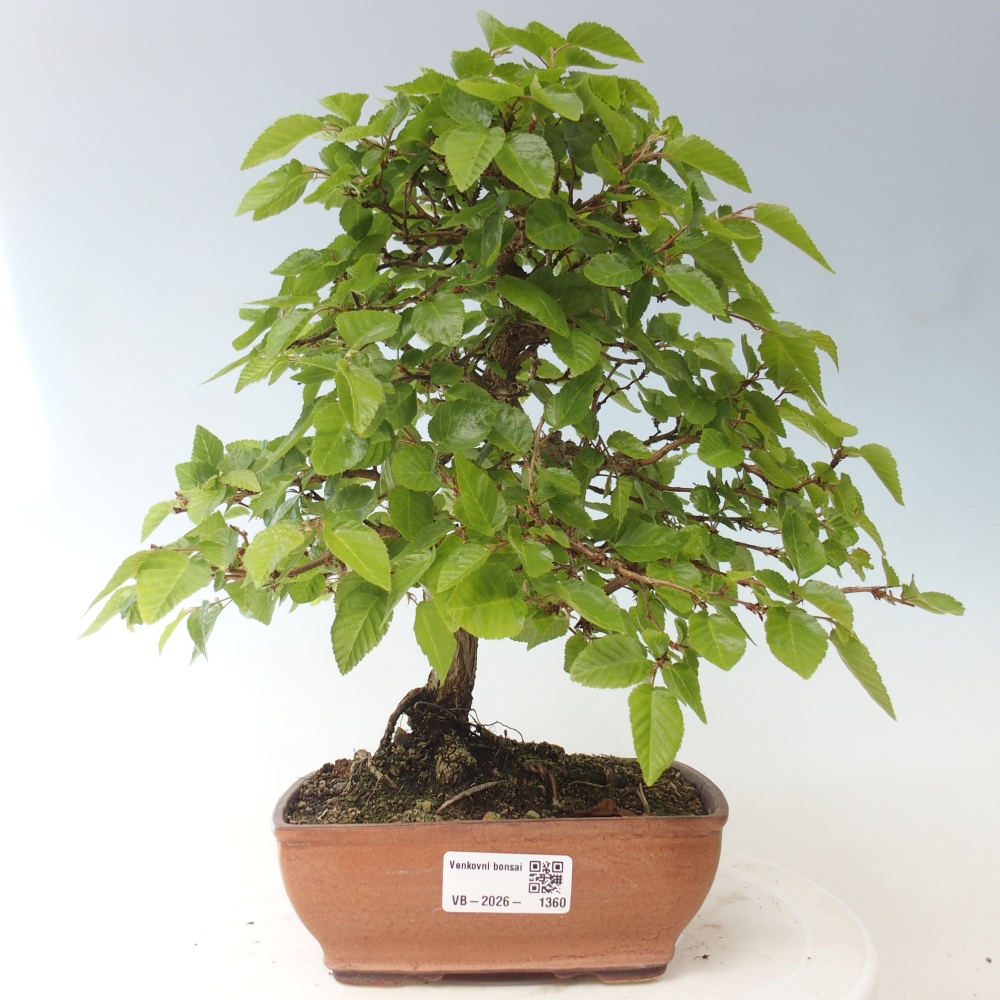 Outdoor bonsai - Carpinus CARPINOIDES - grab koreański