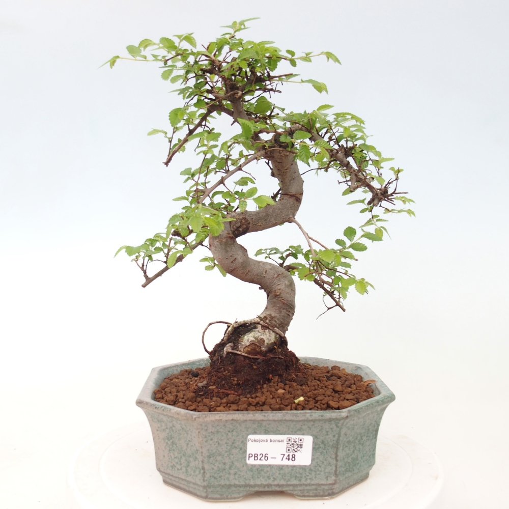 Pokój bonsai - Ulmus parvifolia - Wiąz drobnolistny