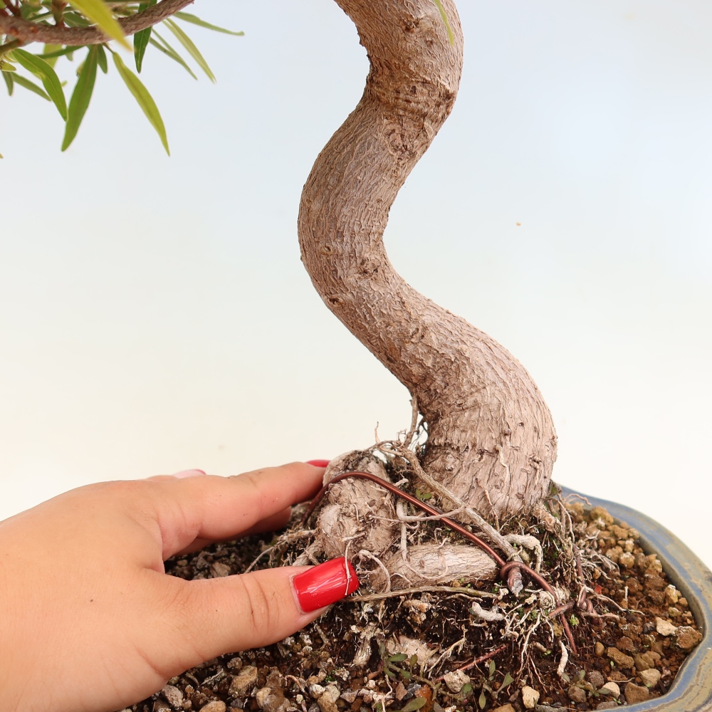 Pokój bonsai - Ficus nerifolia - figowiec drobnolistny