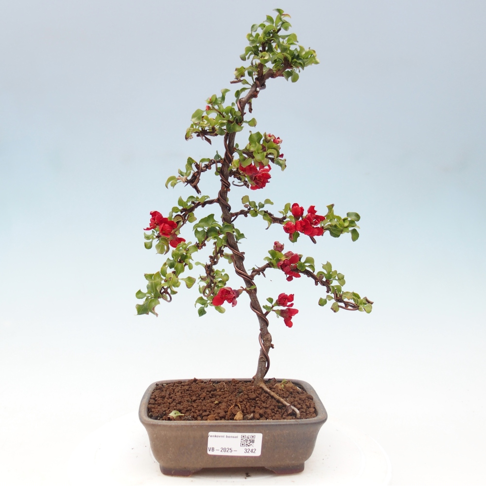Bonsai zewnętrzne - Chaneomeles s. Red Joy - Pigwa