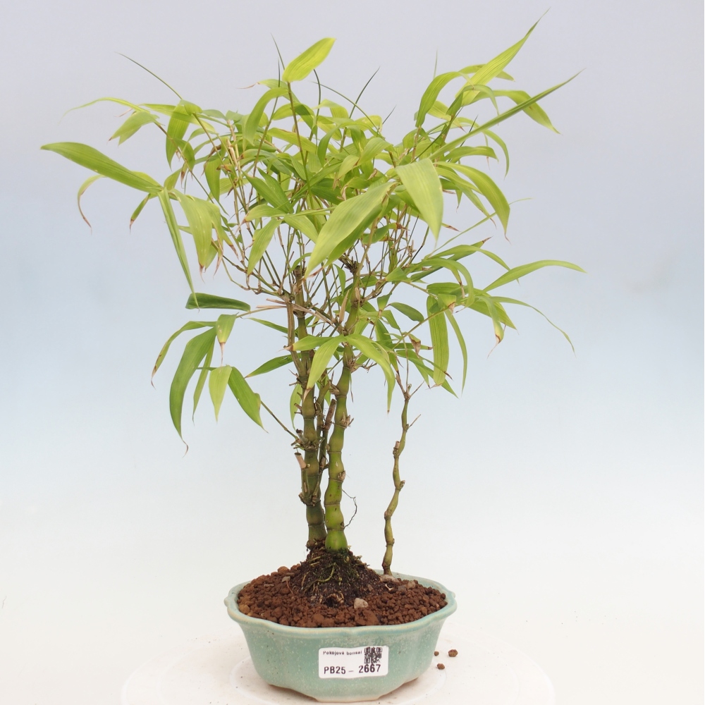 Bonsai wewnętrzne - Bambusowy Budda - Brzuch Bambusowego Buddy