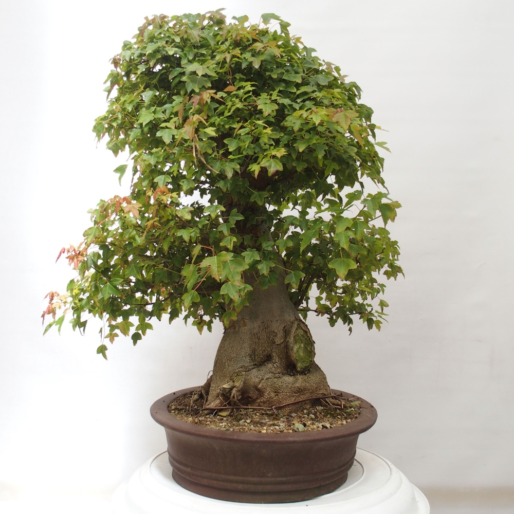 Outdoor bonsai - Maple Buergerianum - Burger Maple