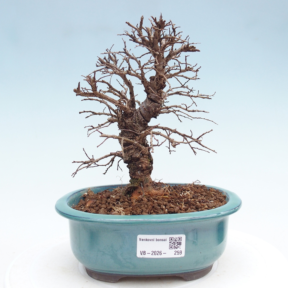Bonsai zewnętrzne - Zelkova - Zelkova NIRE