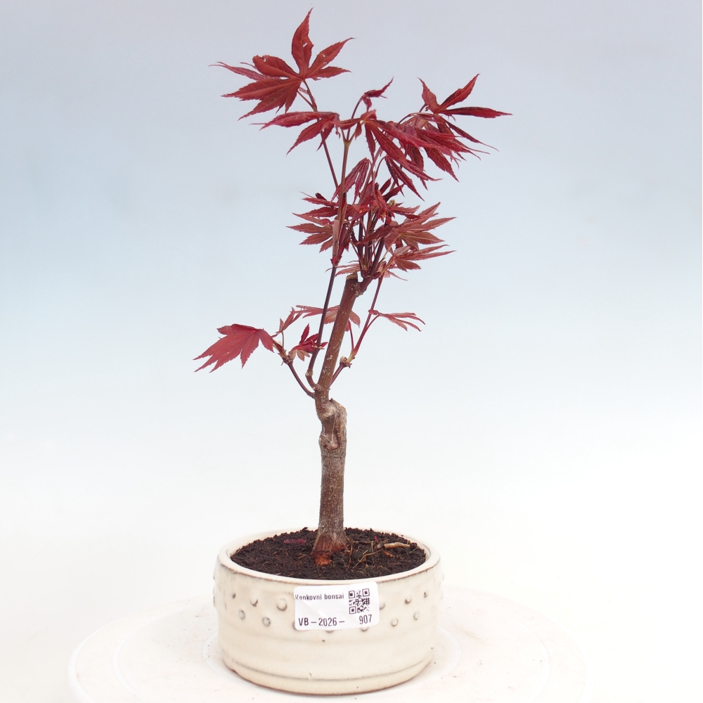 Bonsai na zewnątrz - Palma Acer. Atropurpureum-Javor palmate