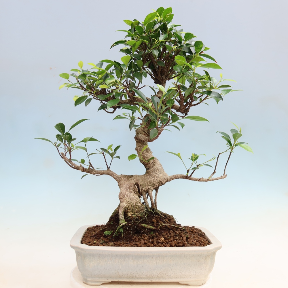 Pokój bonsai - Ficus kimmen - figowiec drobnolistny