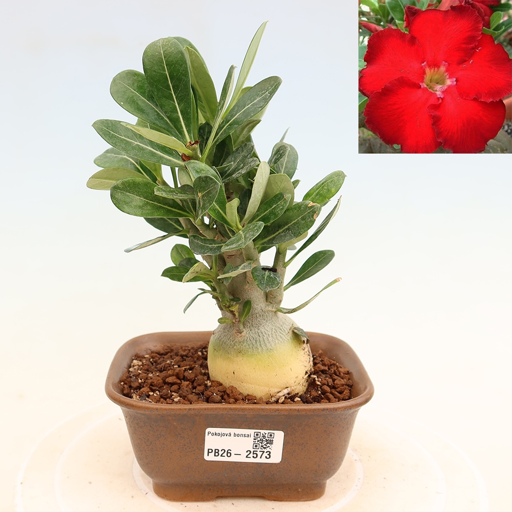 Bonsai pokojowe – Adenium obesum Red Star – Róża pustynna