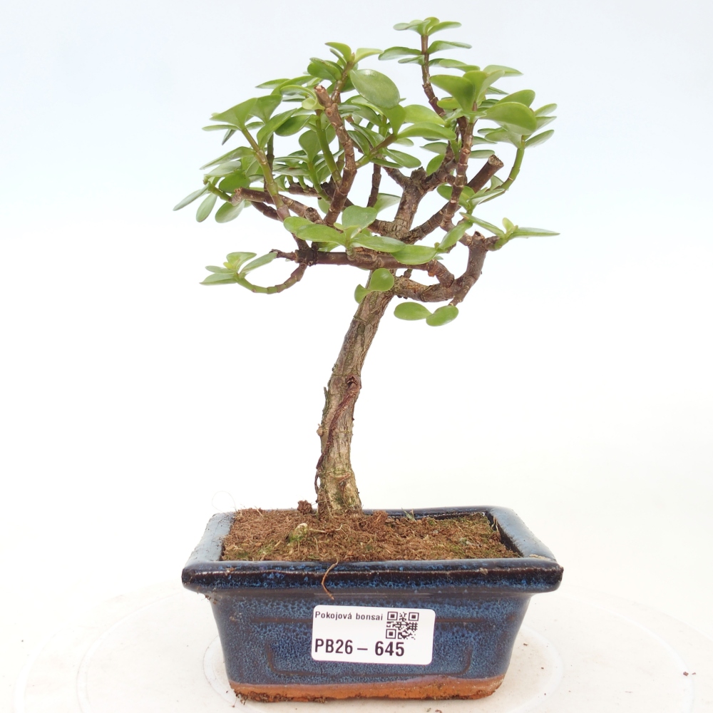 Pokój bonsai - Portulakaria Afra - Tlustice