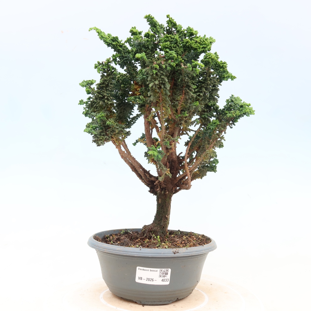 Bonsai zewnętrzne - Cham. obtusa SEKKA HINOKI - Cyprys
