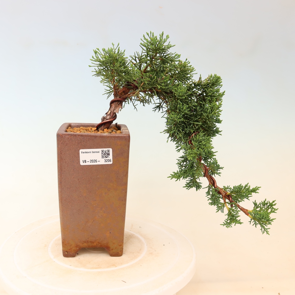 Outdoor bonsai - Juniperus chinensis Kishu