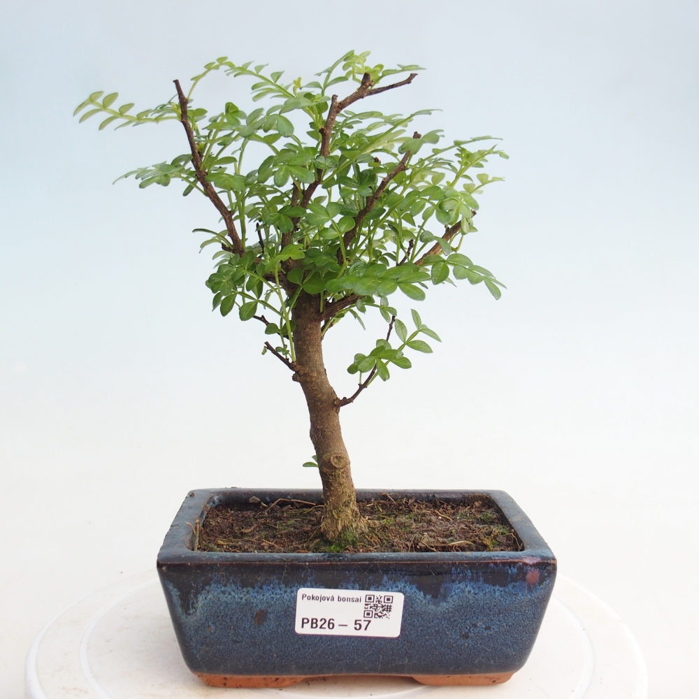 Kryty bonsai - Zantoxylum piperitum - Mięta pieprzowa