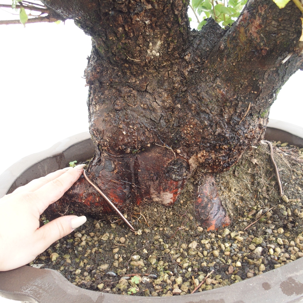 Bonsai na zewnątrz - Mahalebka - Prunus mahaleb
