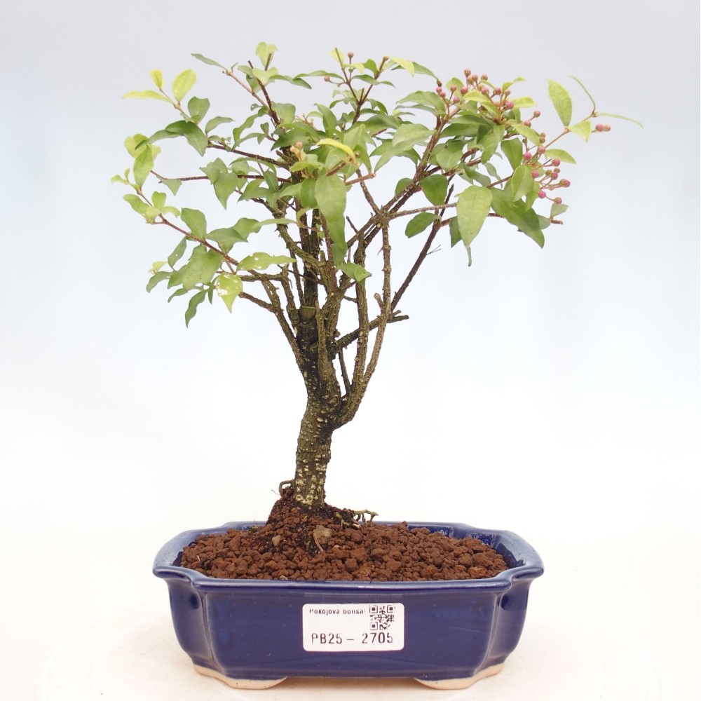 Bonsai pokojowe - Malpighia coccigera - Wiśnia Barbdorska
