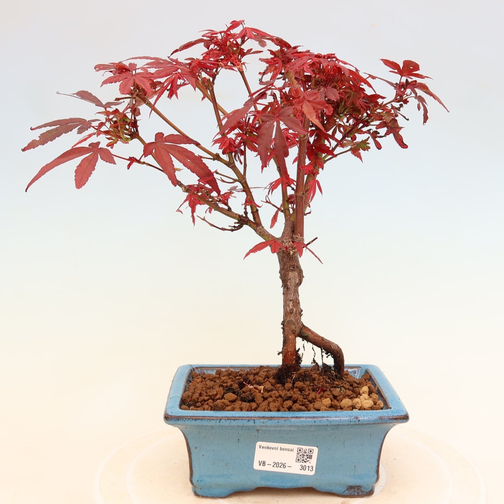 Bonsai ogrodowe – klon palmowy – Acer palmatum Berry Broom 
