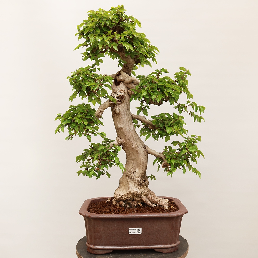 Bonsai plenerowe - Carpinus Coreana - grab koreański