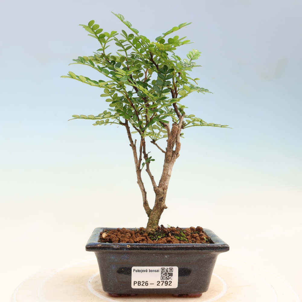 Pokój bonsai - Zantoxylum piperitum - drzewo pieprzowe