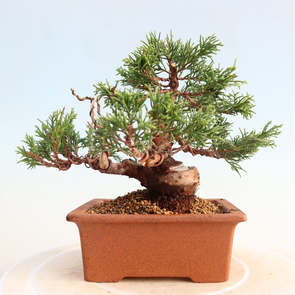 Outdoor bonsai - Juniperus chinensis Itoigawa - Jałowiec chiński