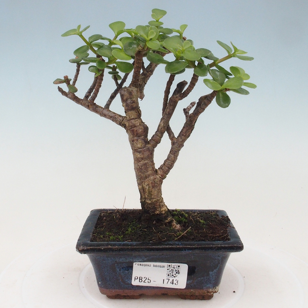 Kryte bonsai - Portulakaria Afra - Tlustice