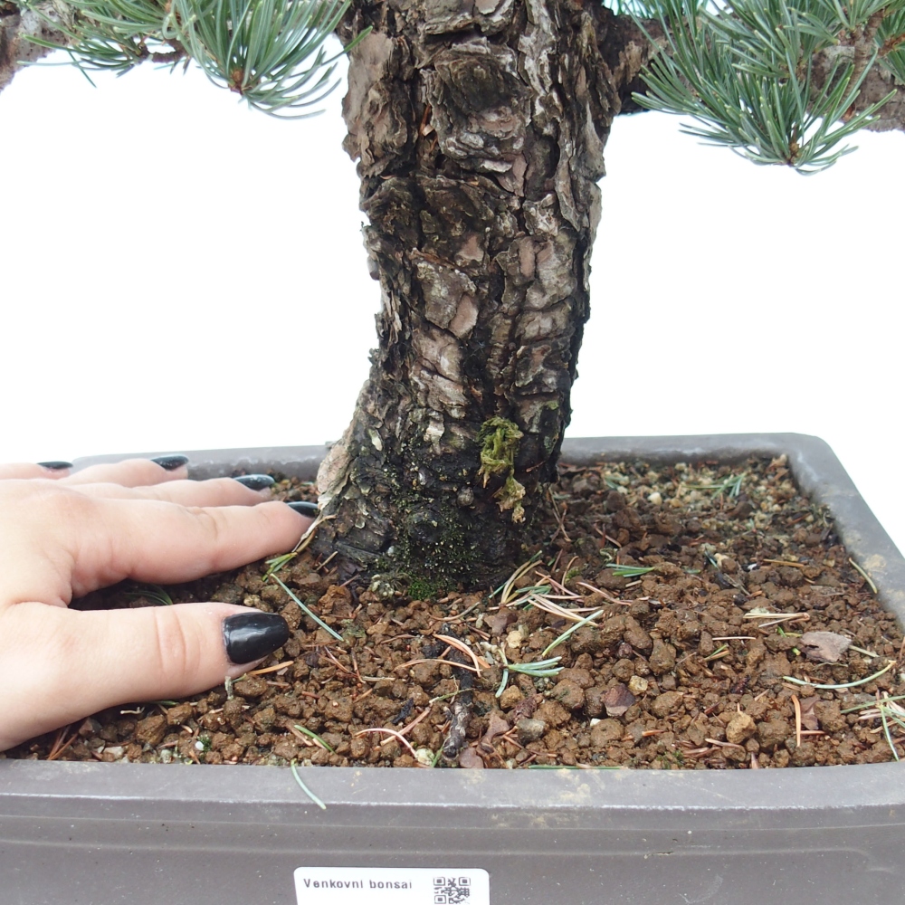Outdoor bonsai - Pinus parviflora - Mała sosna
