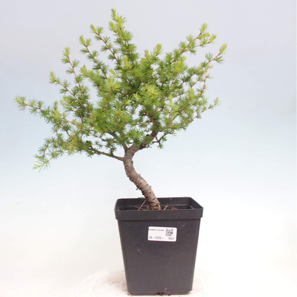 Bonsai zewnętrzne - Larix decidua - Modrzew