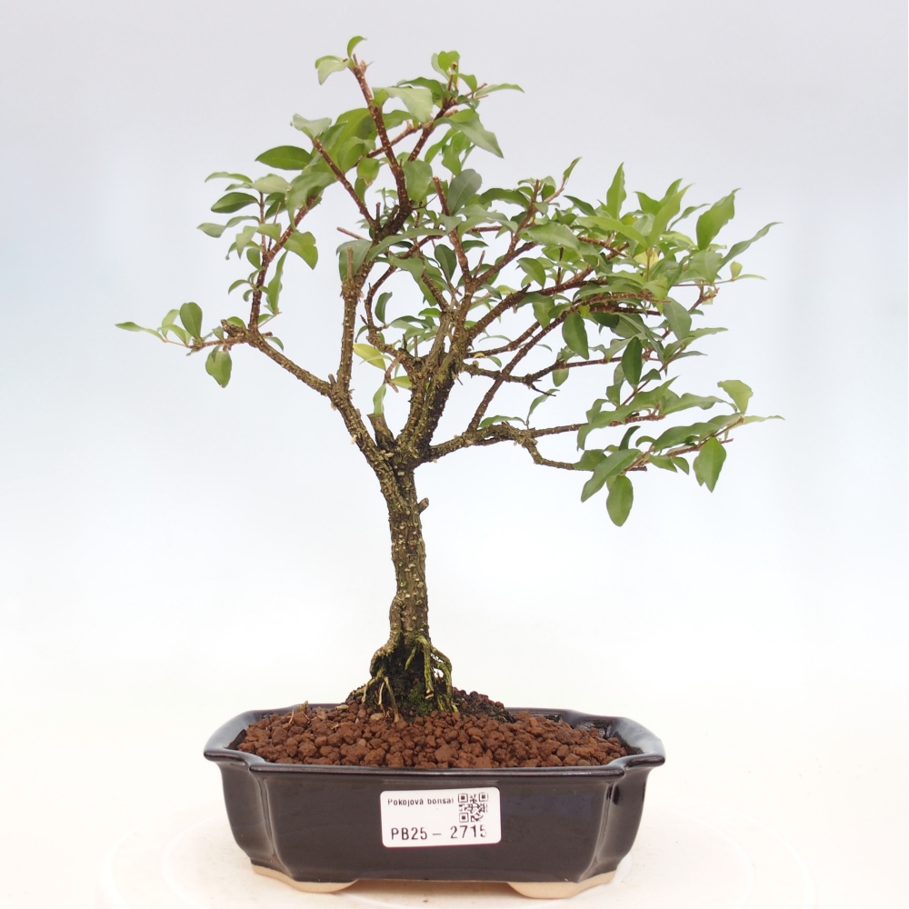 Bonsai pokojowe - Malpighia coccigera - Wiśnia Barbdorska