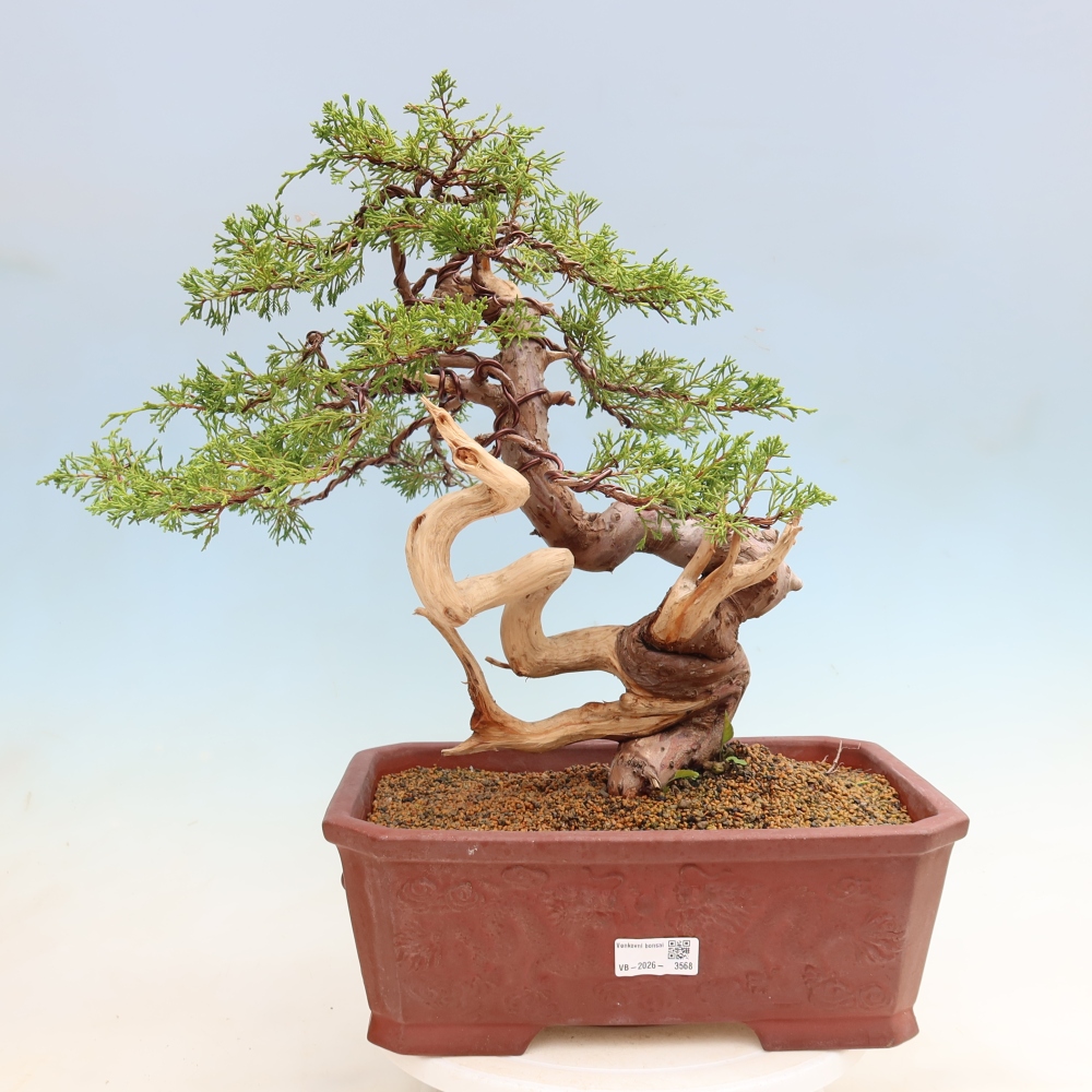 Bonsai ogrodowe – Juniperus chinensis Itoigawa – jałowiec chiński