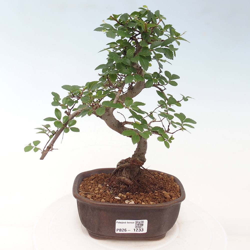 Pokój bonsai - Ulmus parvifolia - Wiąz drobnolistny