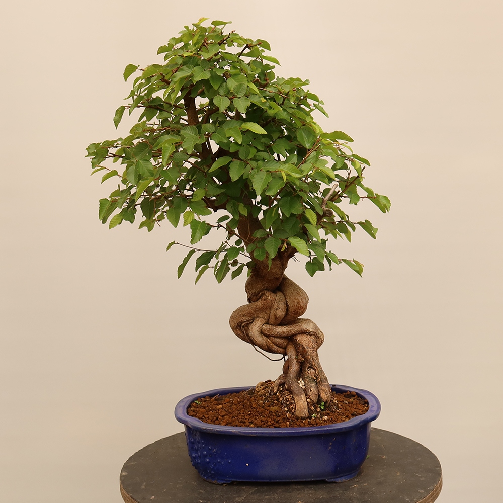 Bonsai plenerowe - Carpinus Coreana - grab koreański