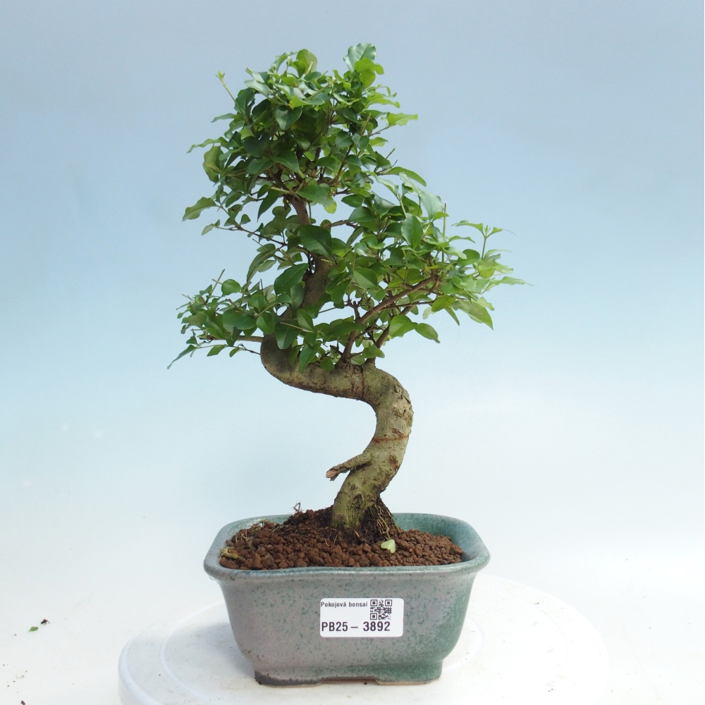 Pokój bonsai - Ligustrum chinensis - Dziób ptaka