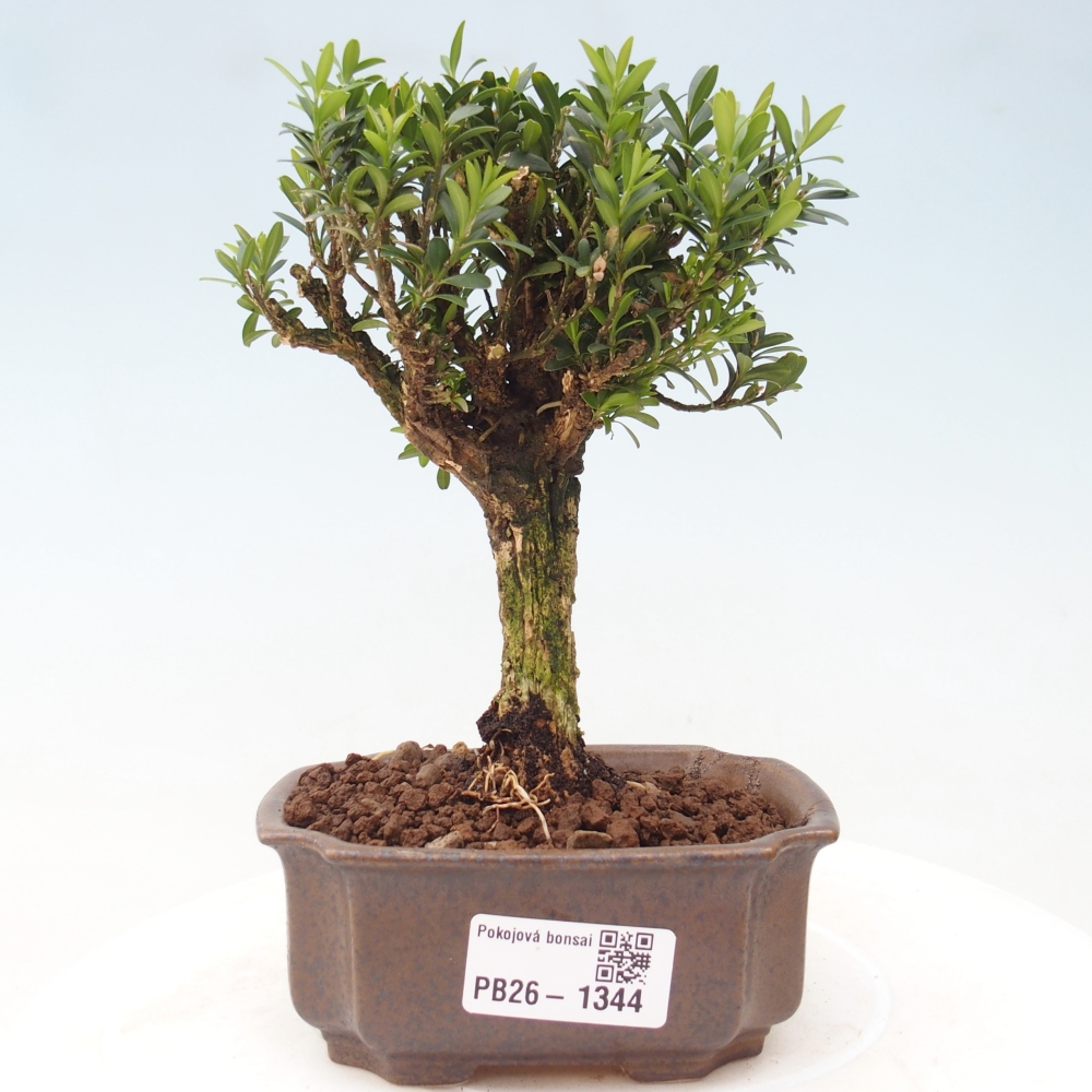 Pokój bonsai - Buxus harlandii - buxus korkowy