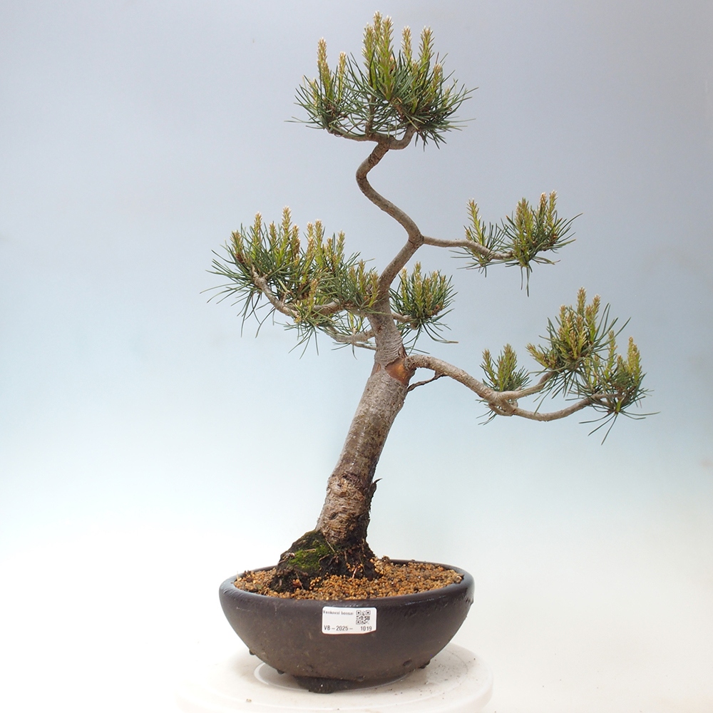 Outdoor bonsai - Pinus Sylvestris - sosna zwyczajna