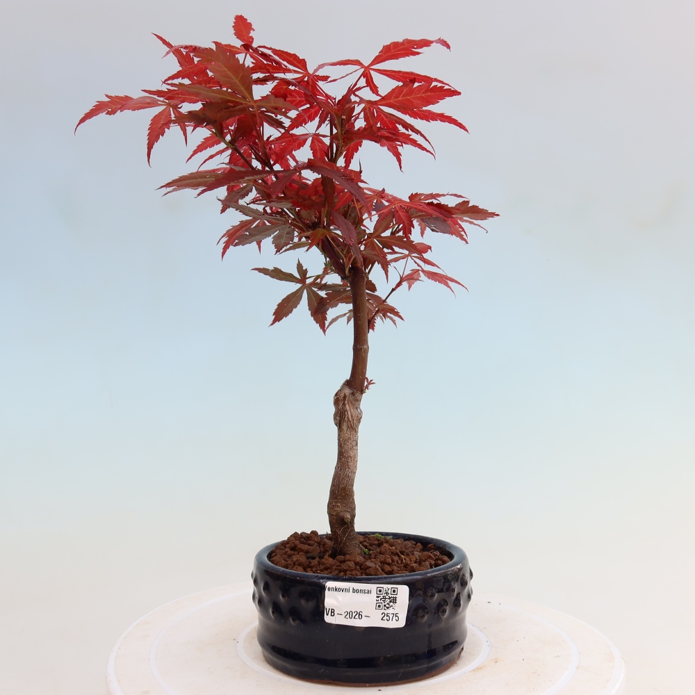 Bonsai na zewnątrz - Palma Acer. Atropurpureum-Javor palmate