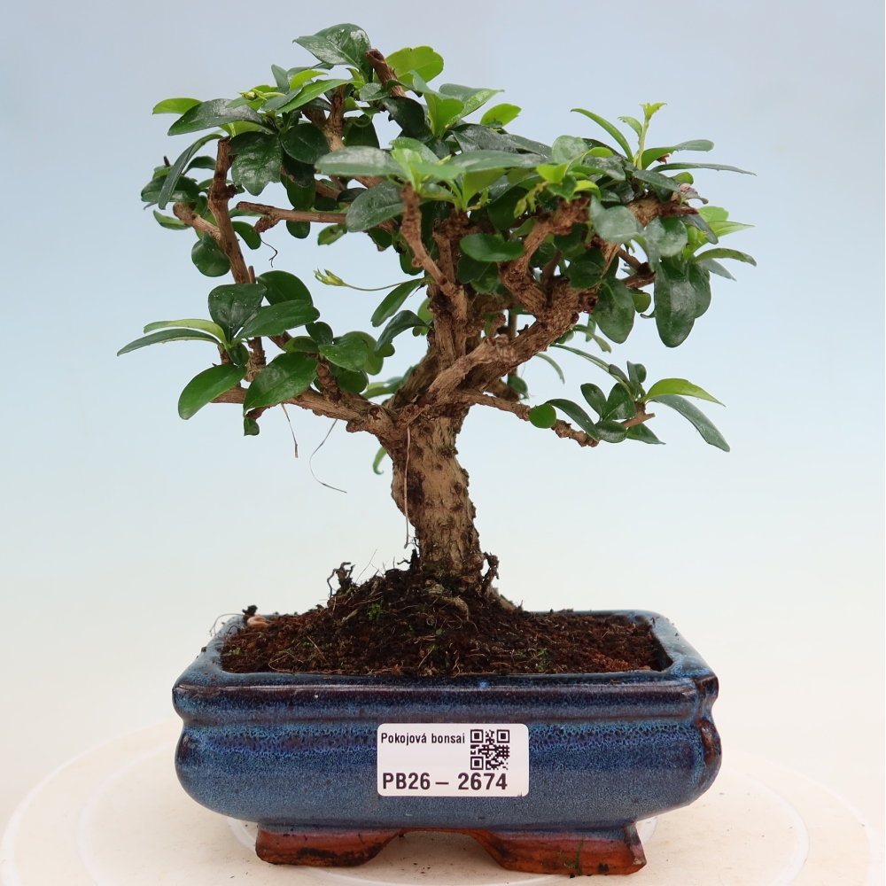 Bonsai pokojowe - Carmona macrophylla - Tea fuki