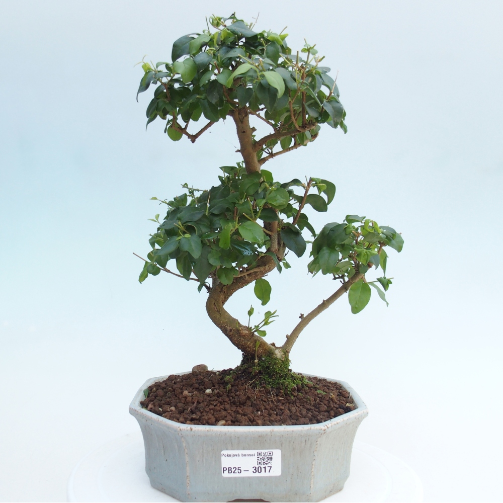 Indoor bonsai -Ligustrum chinensis - dziób ptaka
