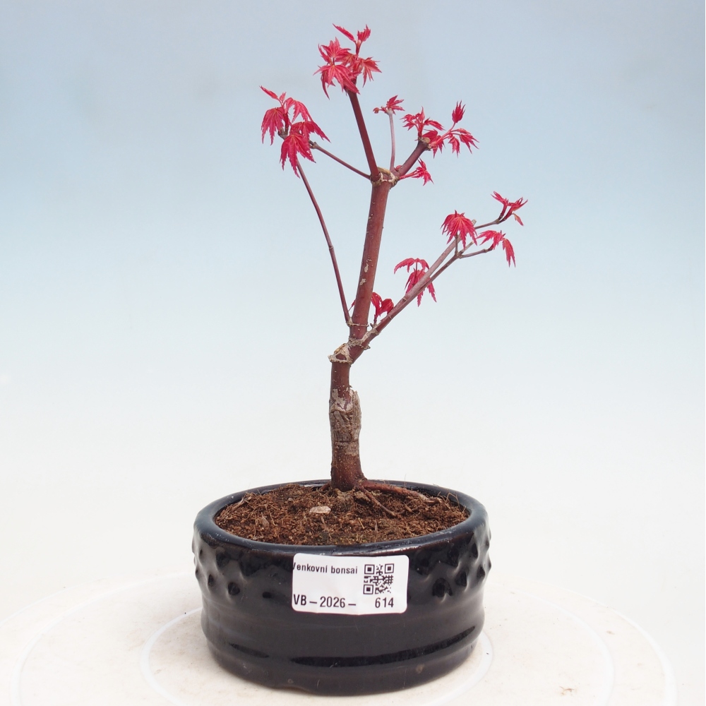 Outdoor bonsai - Acer palmatum DESHOJO
