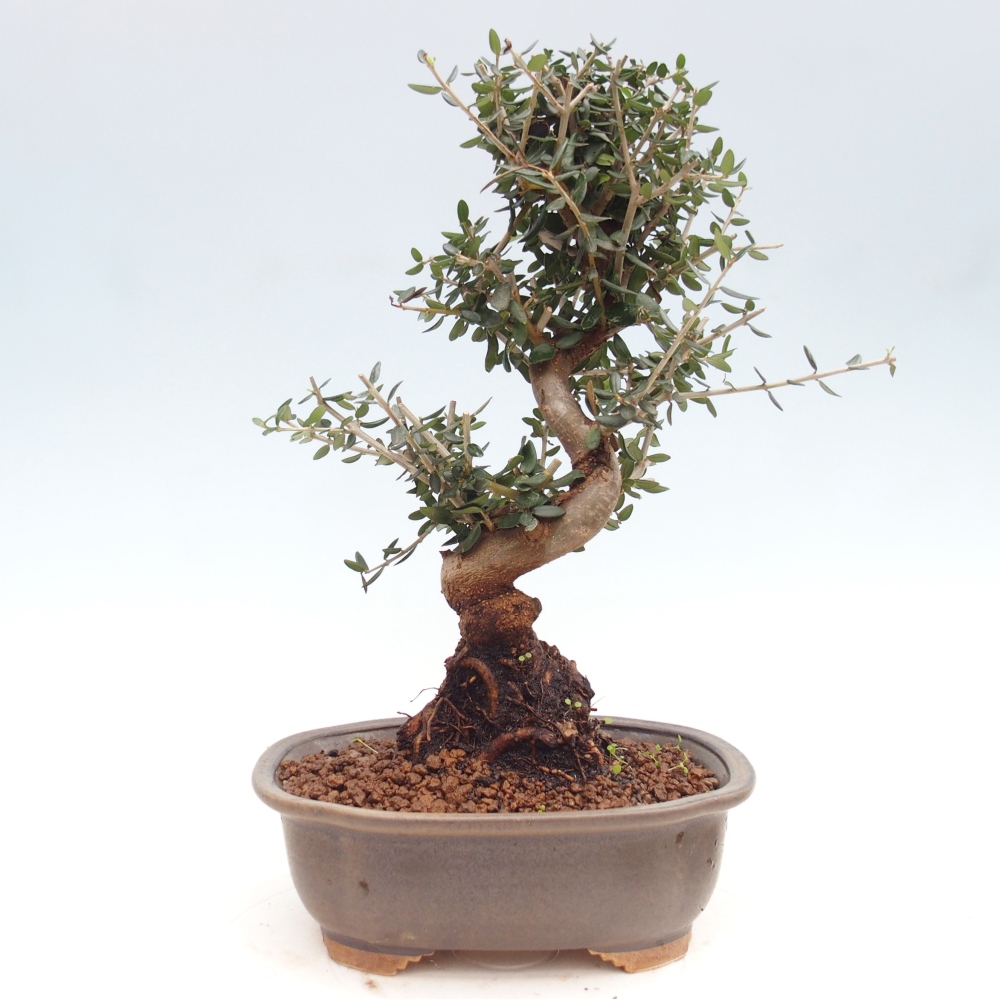 Bonsai do wnętrz - Olea europaea sylvestris