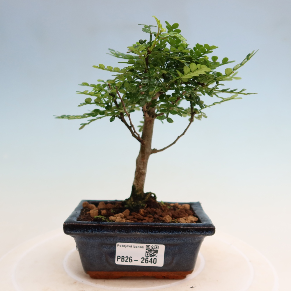 Pokój bonsai - Zantoxylum piperitum - drzewo pieprzowe