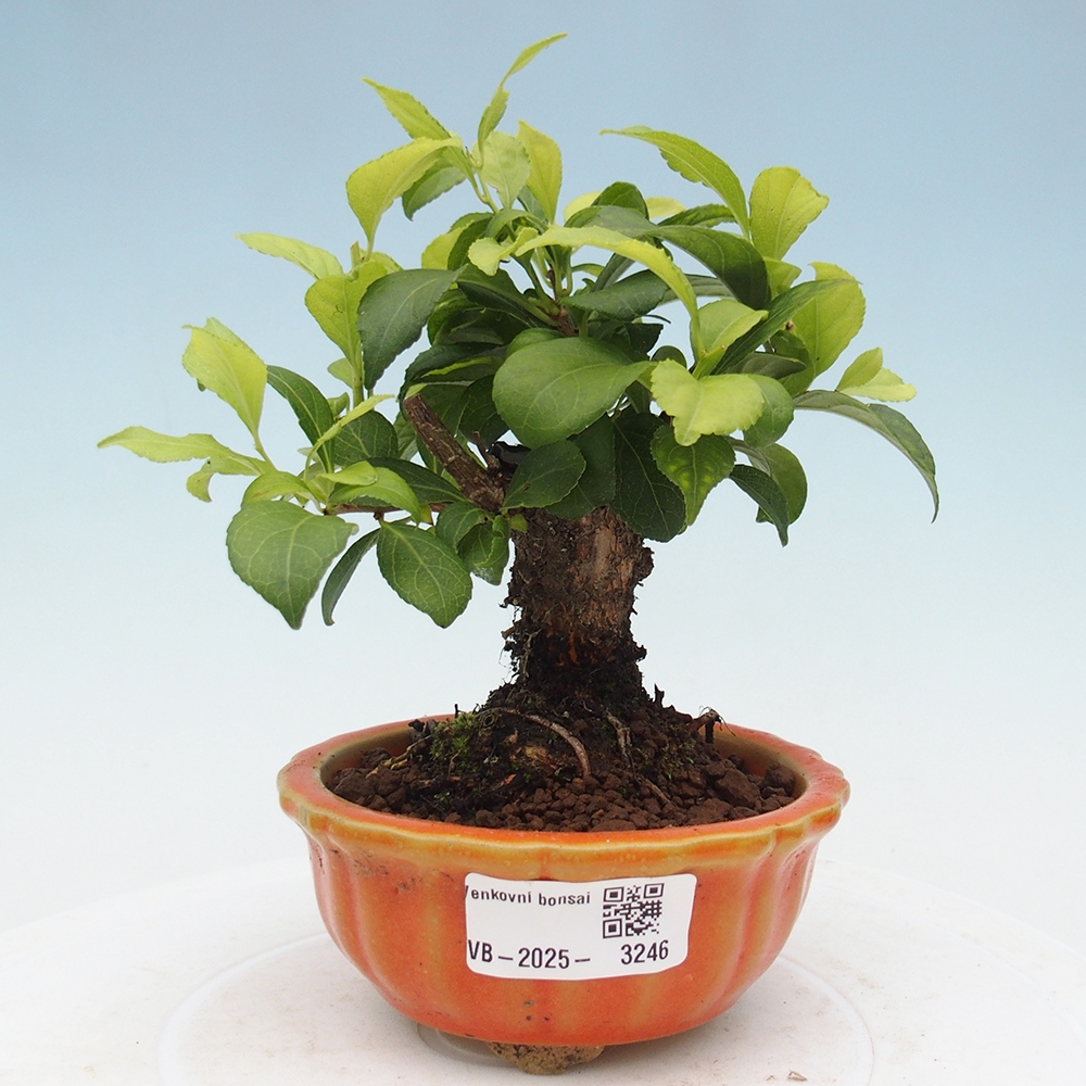 Bonsai na zewnątrz - Celastrus Jesenec