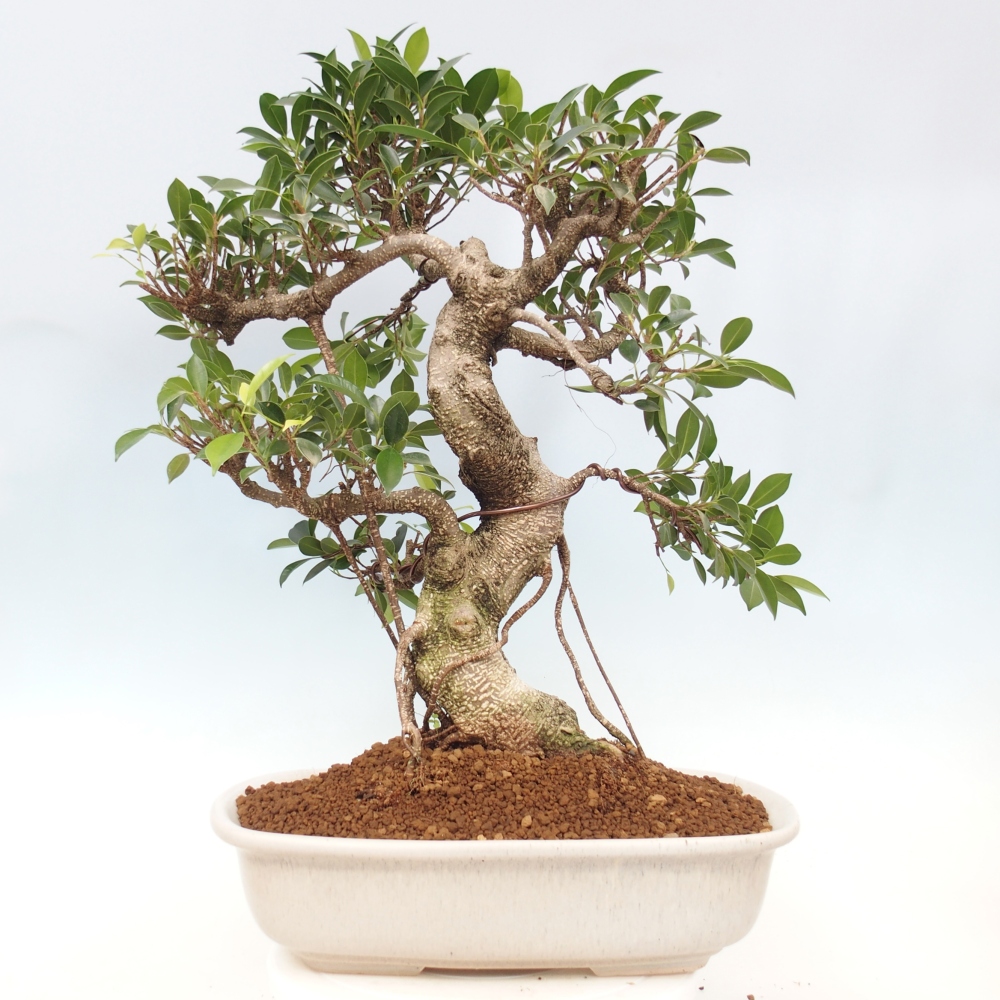 Bonsai pokojowe - Ficus kimmen - figowiec drobnolistny - WYŁĄCZNIE ODBIÓR OSOBISTY lub transport paletowy