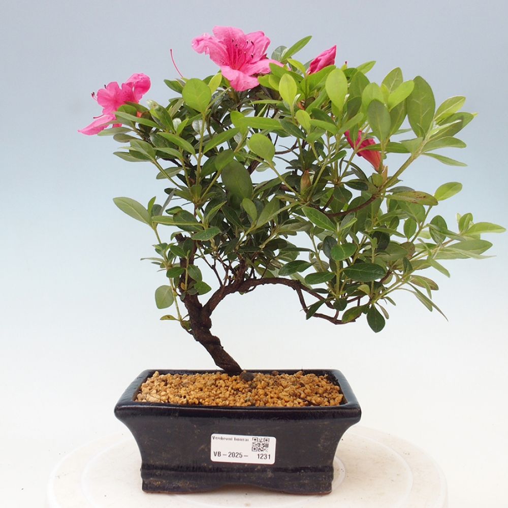 Bonsai zewnętrzne - Azalia japońska - Azalea sp.